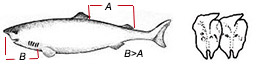 Somniosus microcephalus.jpg